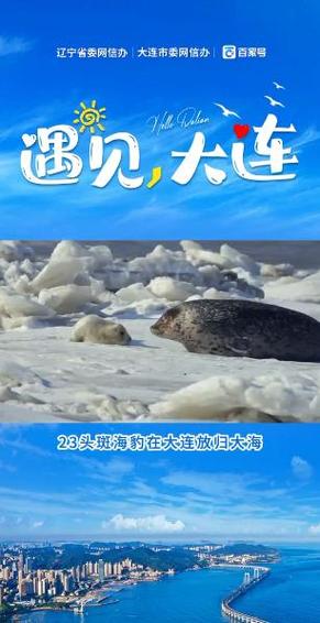 新澳门开奖记录和9只斑海豹放归大海与9只斑海豹放归大海了吗
