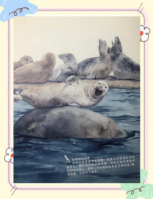 王中王493333特马王中王和9只斑海豹放归大海与9只斑海豹放归大海了吗